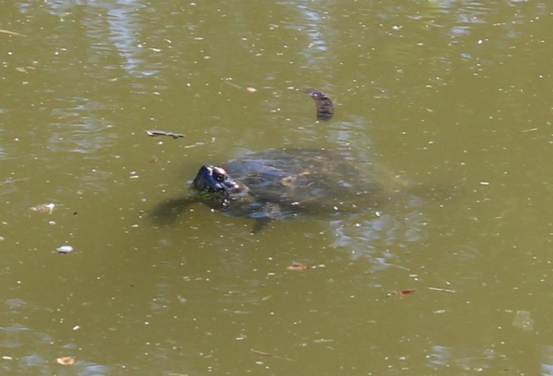 turtles02
